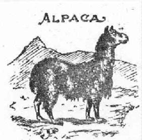 Imagen de ALPACA