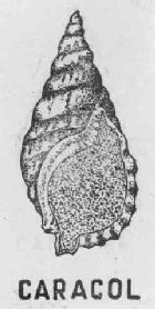 Imagen de CARACOL