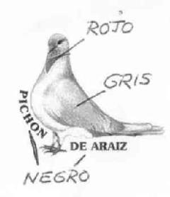 Imagen de PICHON DE ARAIZ
