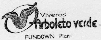 Imagen de VIVEROS ARBOLETO VERDE FUNDOWN PLANT