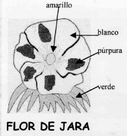 Imagen de FLOR DE JARA