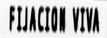 Imagen de FIJACION VIVA