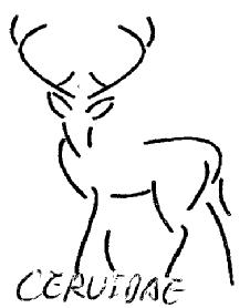 Imagen de CERVIDAE