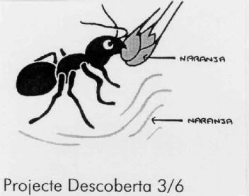 Imagen de PROJECTE DESCOBERTA 3/6