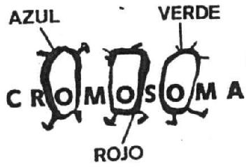 Imagen de CROMOSOMA