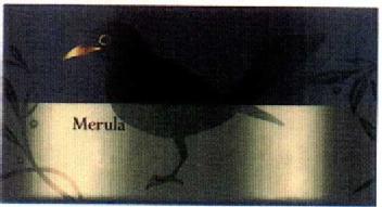 Imagen de MERULA