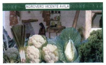 Imagen de AGROVERD VICENTE AVILA