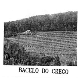 Imagen de BACELO DO CREGO