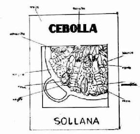 Imagen de CEBOLLA SOLLANA