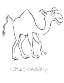 Imagen de LITTLE DROMEDARY