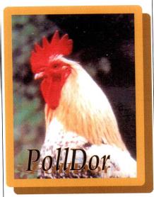Imagen de POLLDOR