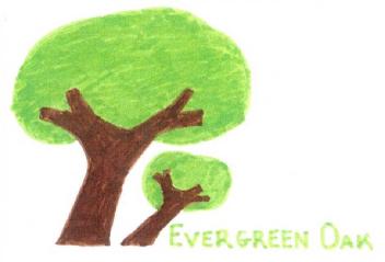 Imagen de EVERGREEN OAK
