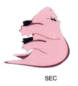 Imagen de SEC