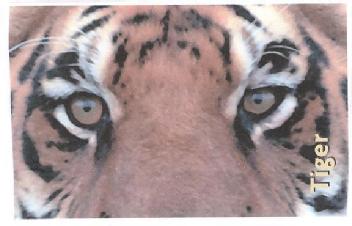 Imagen de TIGER