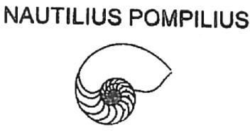 Imagen de NAUTILIUS POMPILIUS