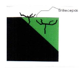 Imagen de ENTRECEPAS