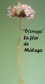 Imagen de BIZNAGA LA FLOR DE MALAGA