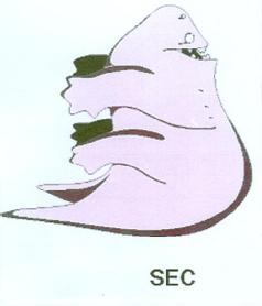 Imagen de SEC
