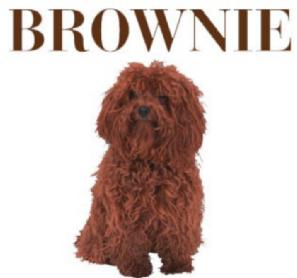 Imagen de BROWNIE