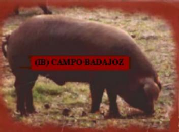 Imagen de (IB) CAMPO-BADAJOZ