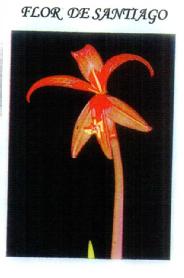 Imagen de FLOR DE SANTIAGO