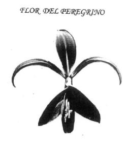 Imagen de FLOR DEL PEREGRINO