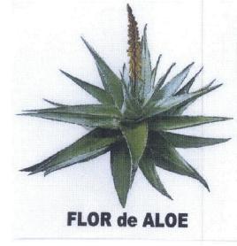 Imagen de FLOR DE ALOE
