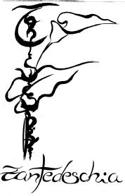Imagen de ZANTEDESCHIA