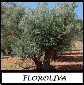 Imagen de FLOROLIVA