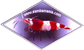 Imagen de WWW.GAMBAMANIA.COM