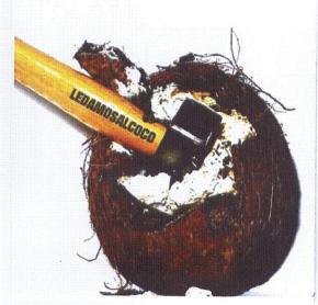 Imagen de LEDAMOSALCOCO
