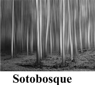 Imagen de SOTOBOSQUE