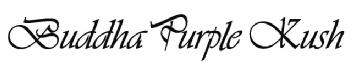 Imagen de BUDDHA PURPLE KUSH