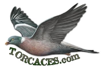 Imagen de TORCACES.COM