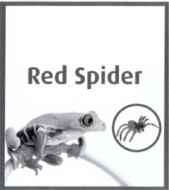 Imagen de RED SPIDER