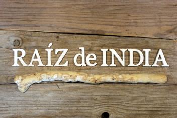 Imagen de RAIZ DE INDIA