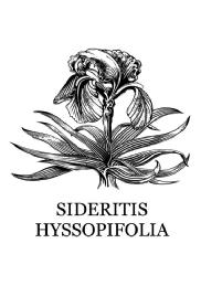 Imagen de SIDERITIS HYSSOPIFOLIA