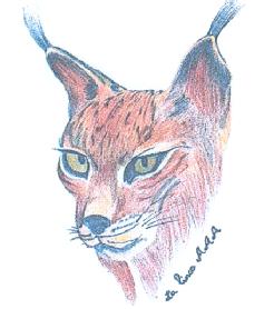 Imagen de LA LINCE AAA