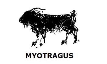 Imagen de MYOTRAGUS