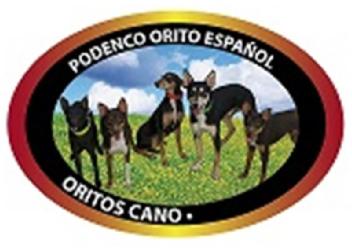 Imagen de PODENCO ORITO ESPAÑOL ORITOS CANO