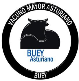 Imagen de BUEY ASTURIANO VACUNO MAYOR ASTURIANO BUEY