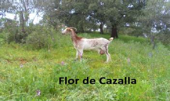 Imagen de FLOR DE CAZALLA
