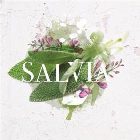 Imagen de SALVIA