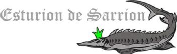 Imagen de ESTURION DE SARRION