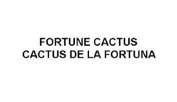 Imagen de FORTUNE CACTUS CACTUS DE LA FORTUNA