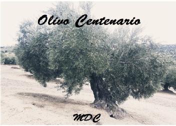 Imagen de OLIVO CENTENARIO MDC