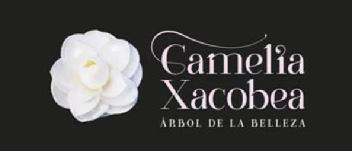 Imagen de CAMELIA XACOBEA ARBOL DE LA BELLEZA