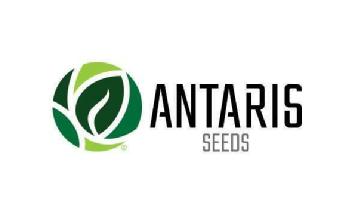 Imagen de ANTARIS SEEDS