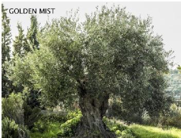 Imagen de GOLDEN MIST