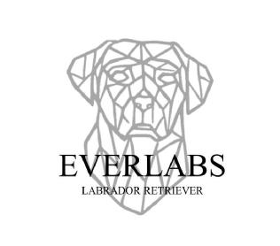 Imagen de Everlabs Labrador retriever